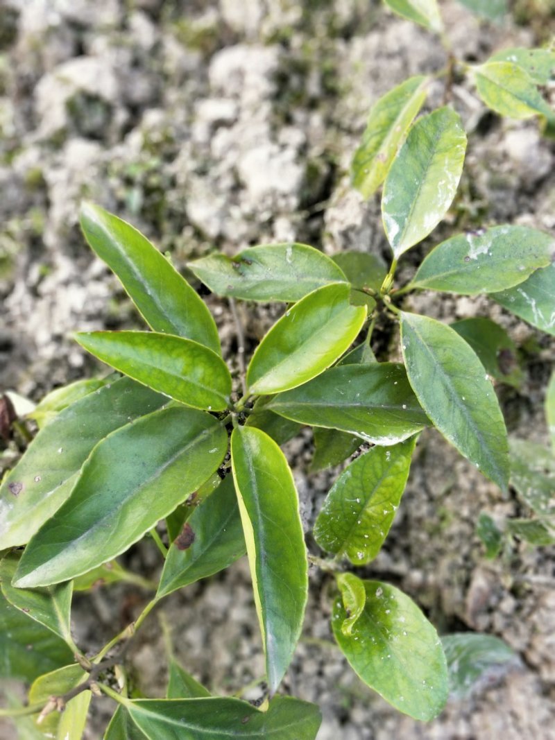 黑老虎两年大苗价格优惠，基地直发