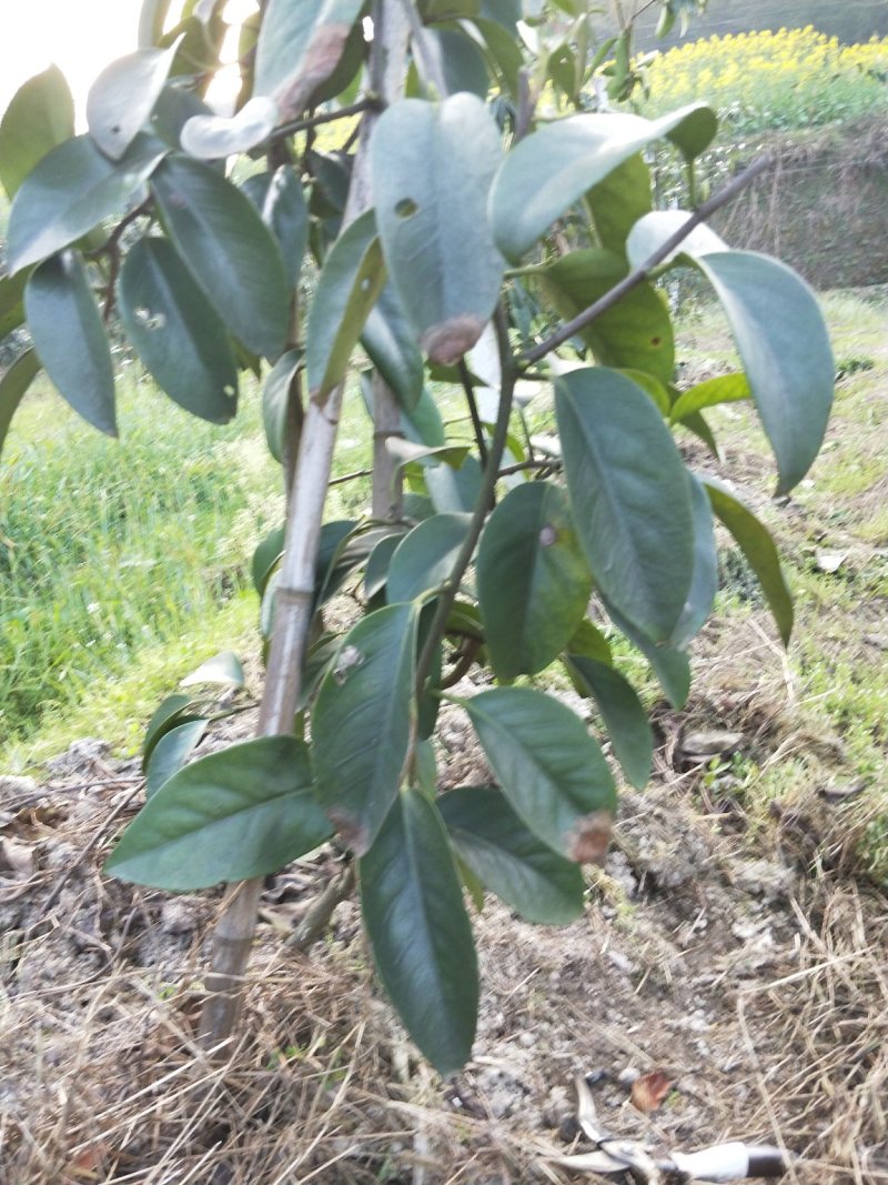 黑老虎两年大苗价格优惠，基地直发