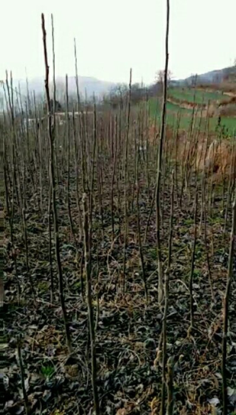大量批发和零售核桃嫁接苗和实生苗