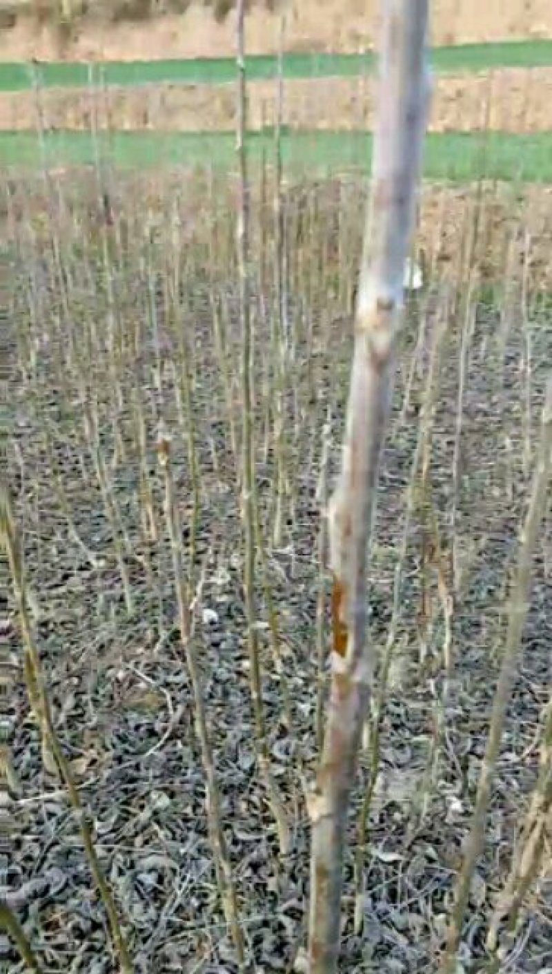 大量批发和零售核桃嫁接苗和实生苗