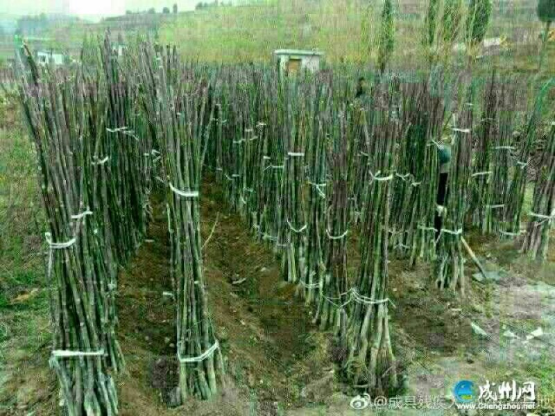 大量批发和零售核桃嫁接苗和实生苗
