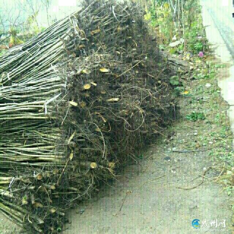 大量批发和零售核桃嫁接苗和实生苗