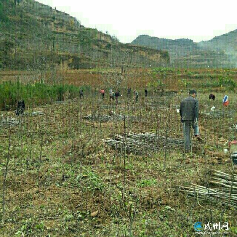 大量批发和零售核桃嫁接苗和实生苗