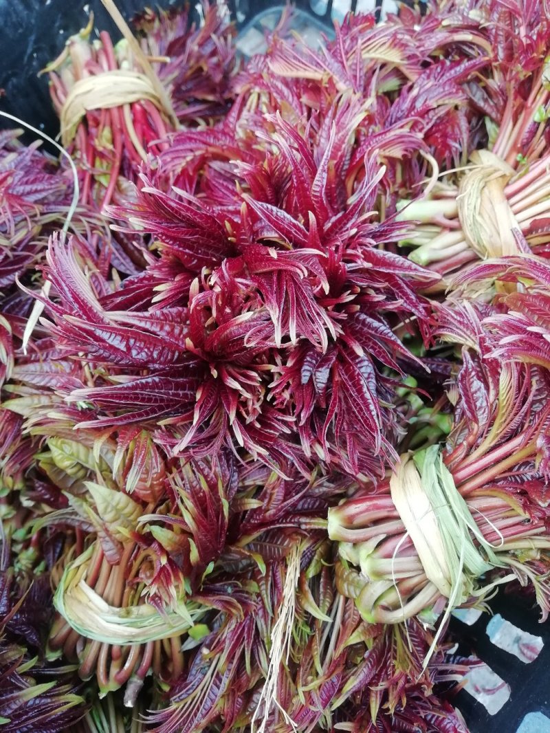 （巴山红）香椿芽