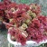 （巴山红）香椿芽