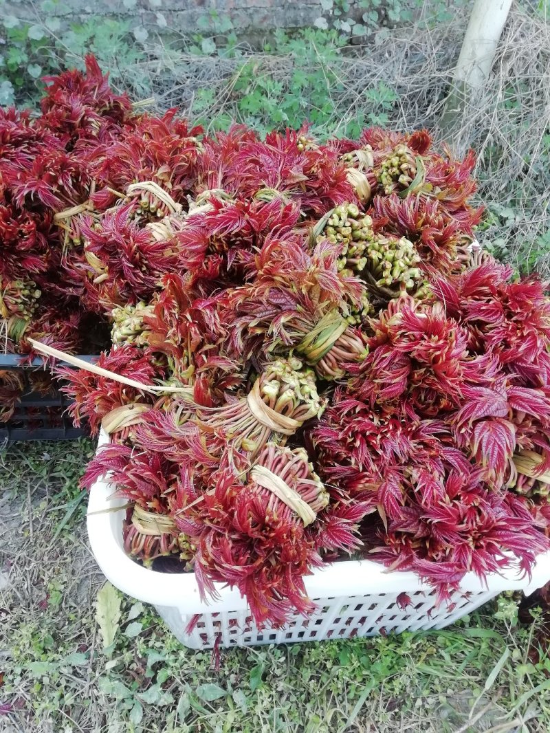 （巴山红）香椿芽