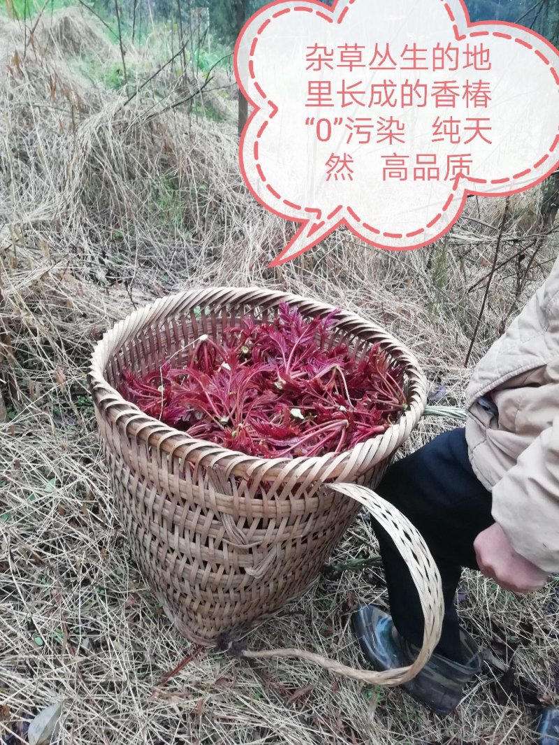（巴山红）香椿芽