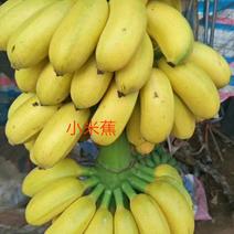 亚热带水果特产小米蕉9斤