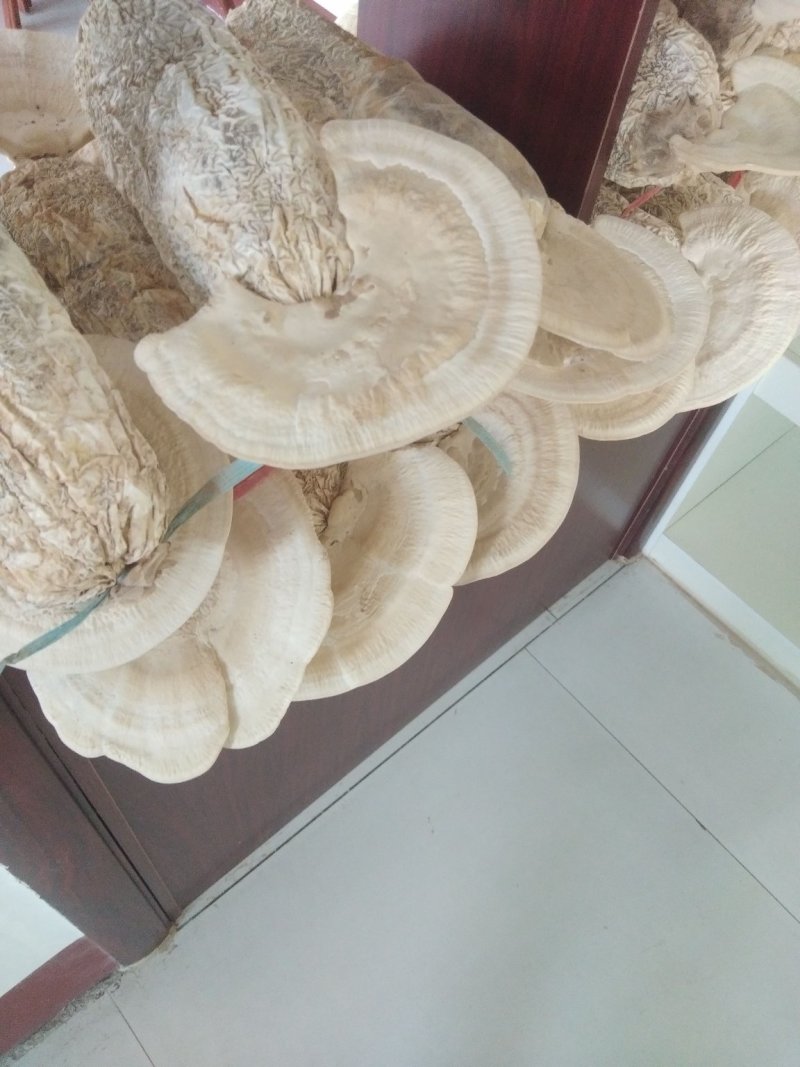 菌棒