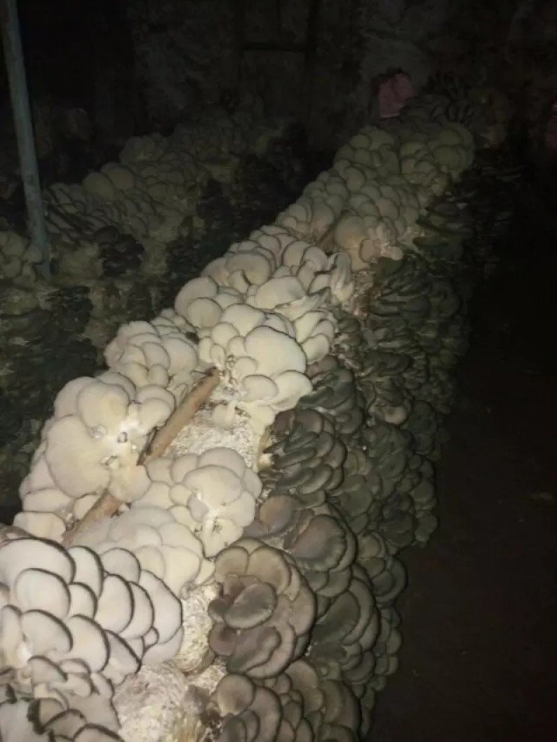 菌棒