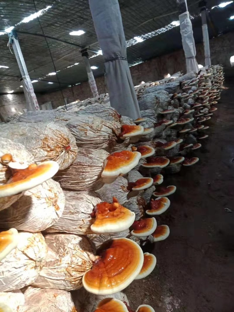 菌棒