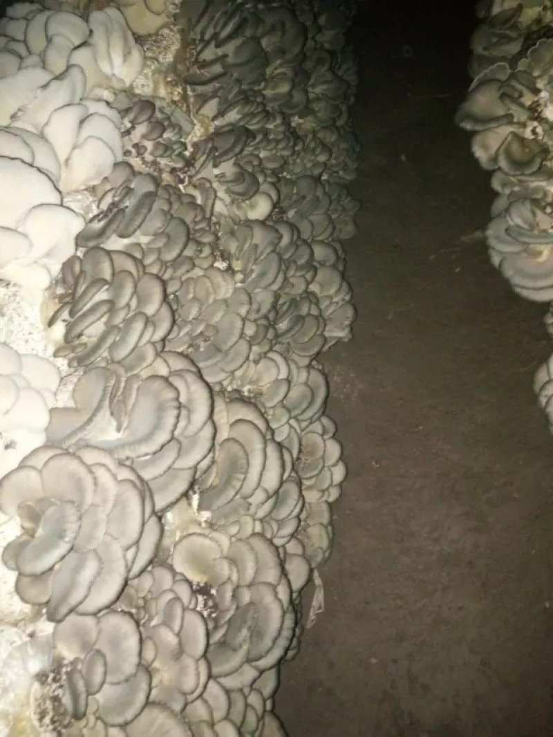 菌棒