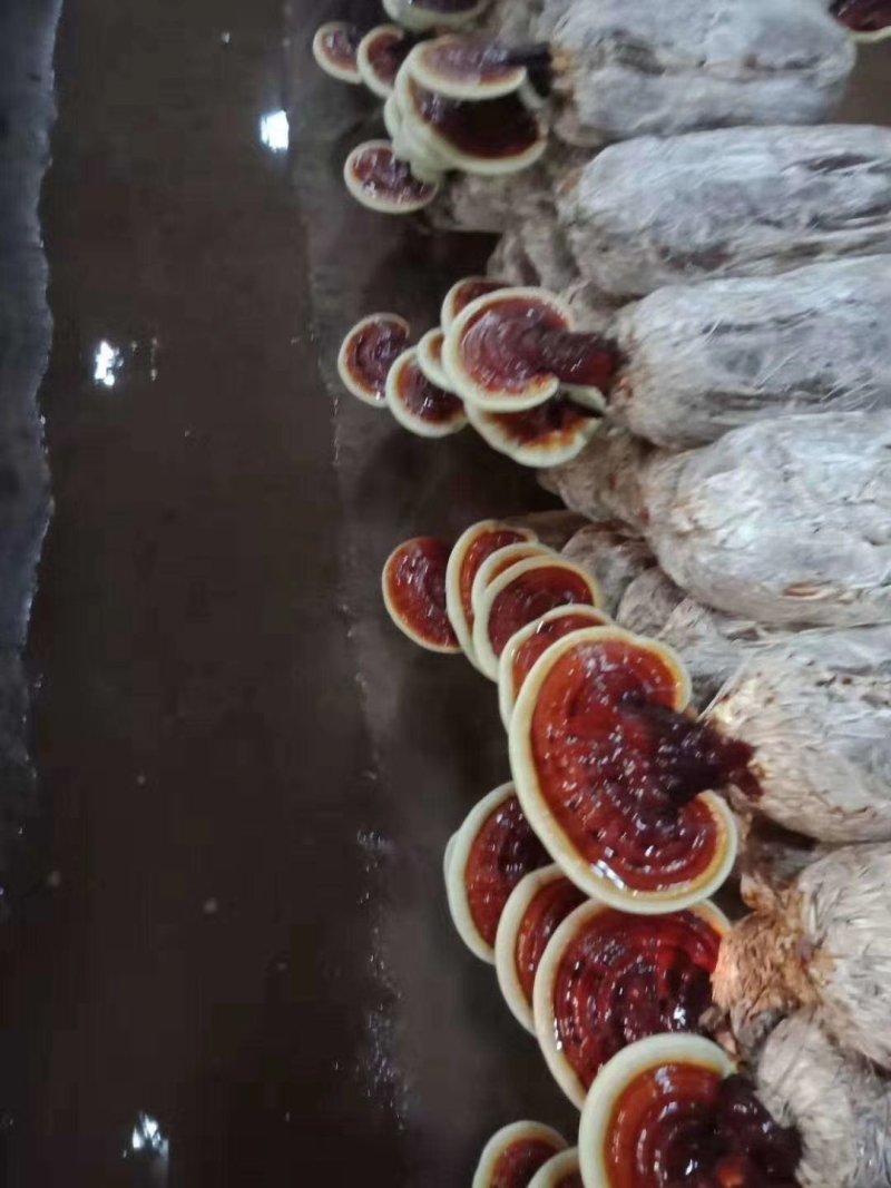菌棒
