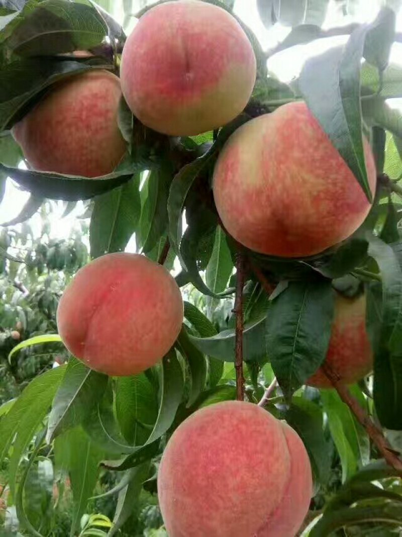 郑三毛桃价格大荔县中三毛桃产地