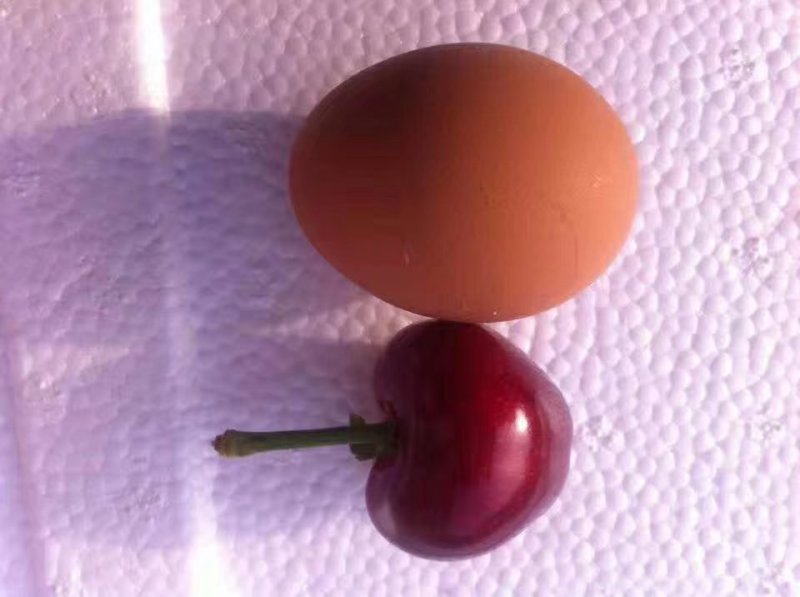 樱桃树
