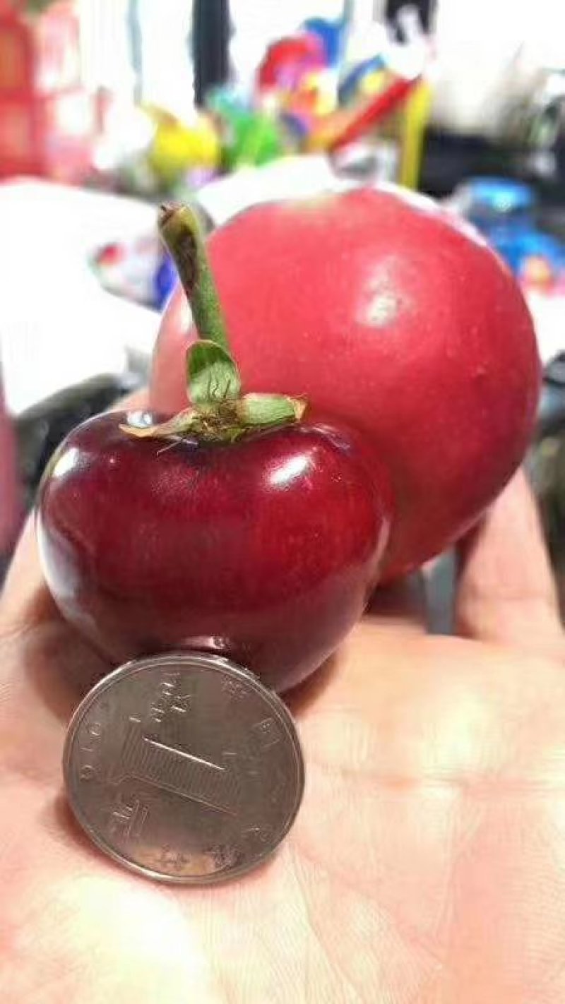 樱桃树