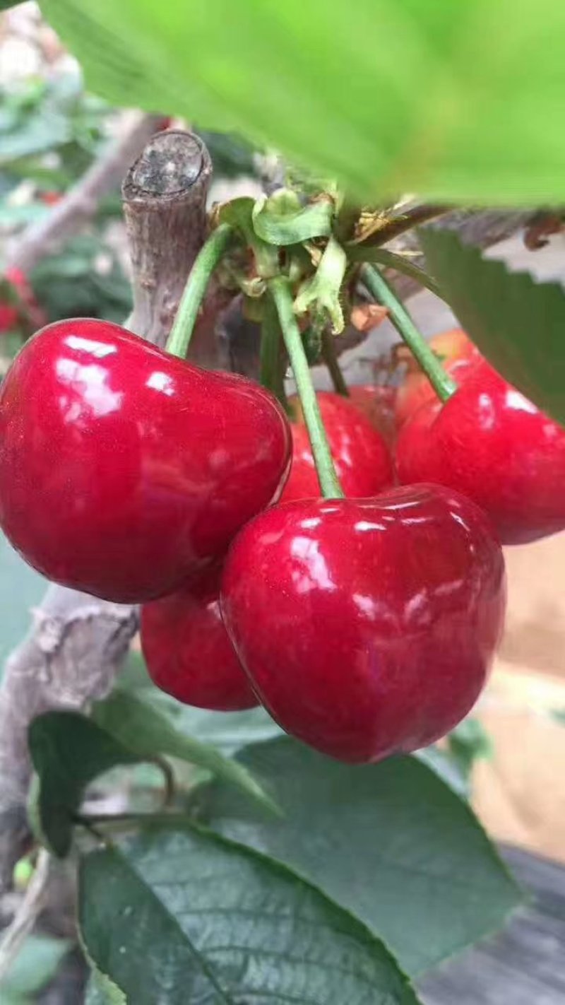 樱桃树