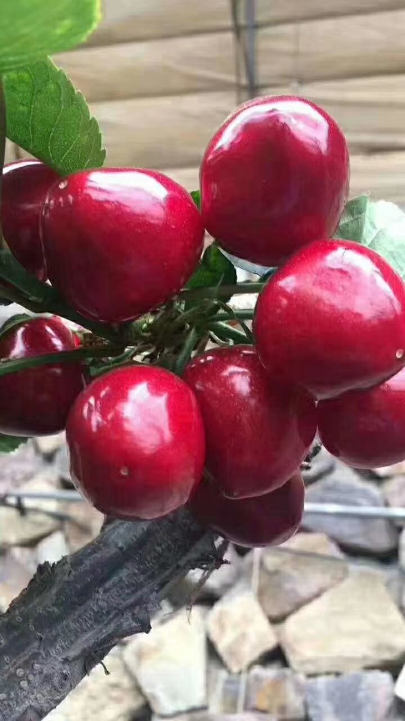 樱桃树