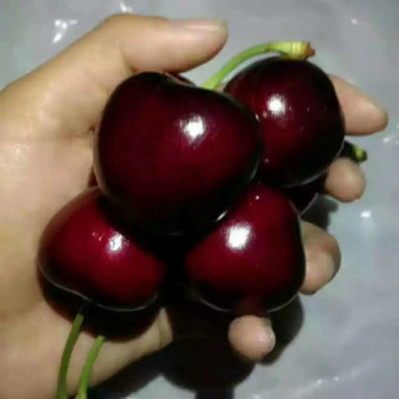 樱桃树