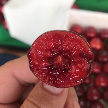 樱桃树