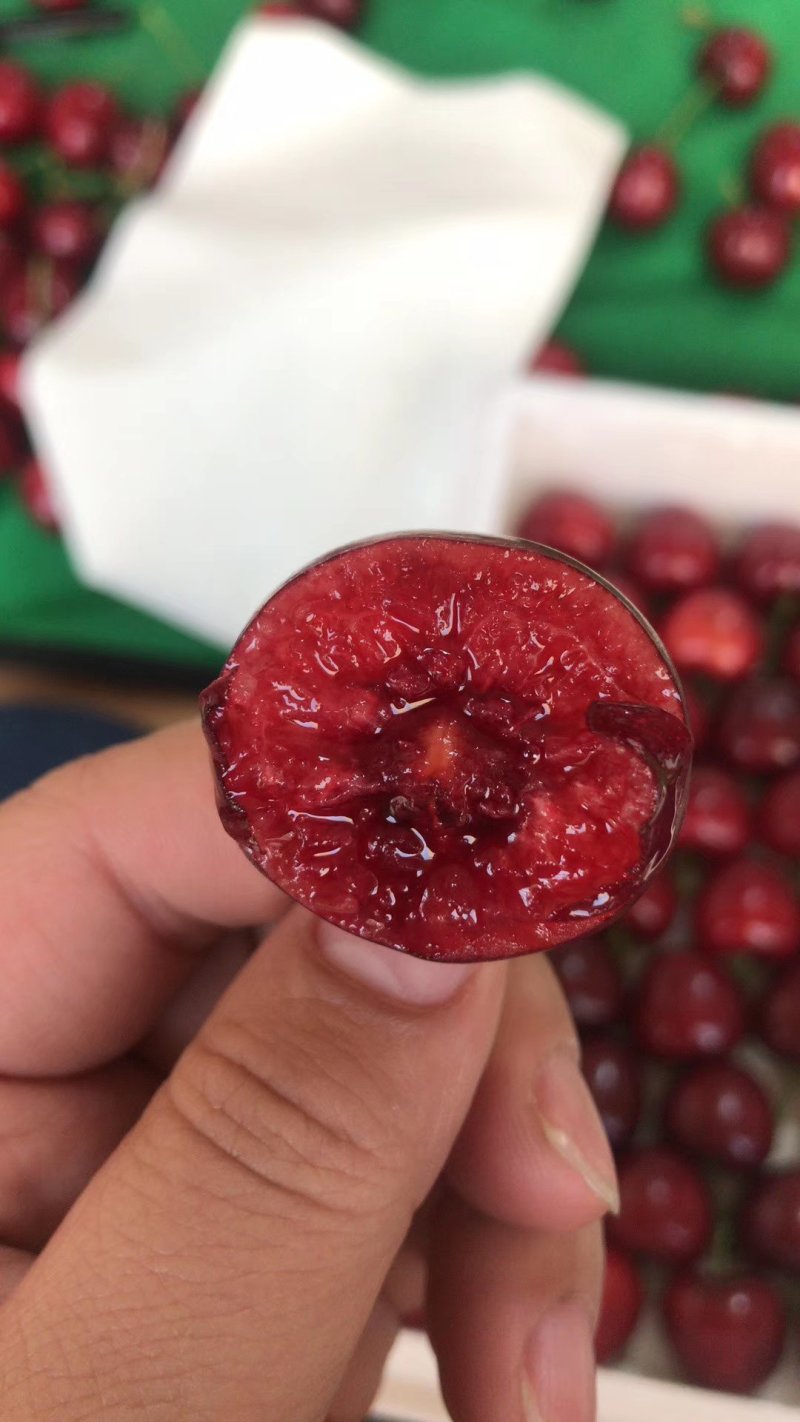 樱桃树