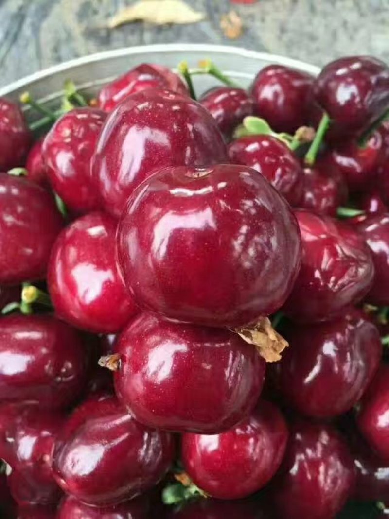 樱桃树
