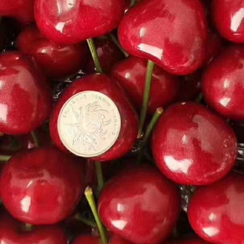 樱桃树