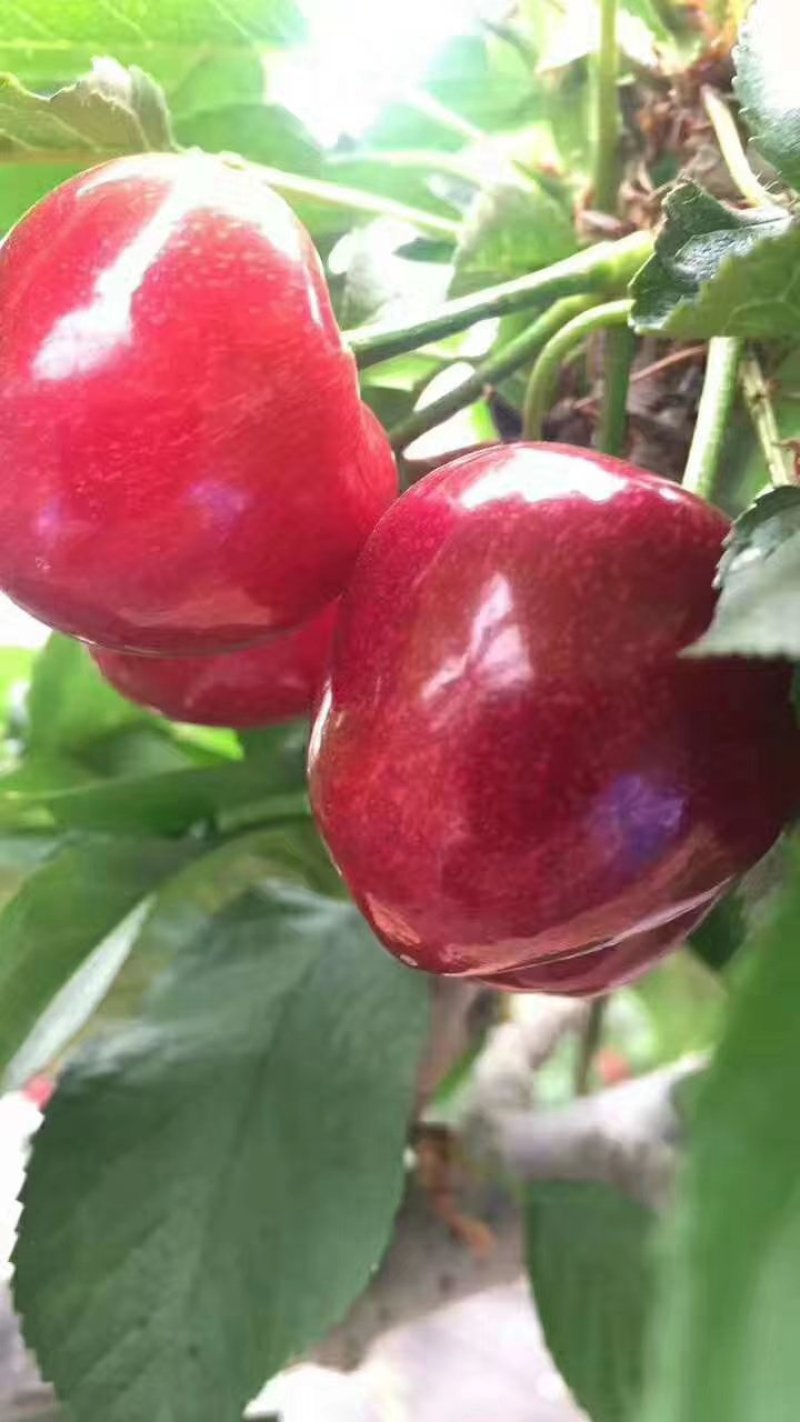 樱桃树