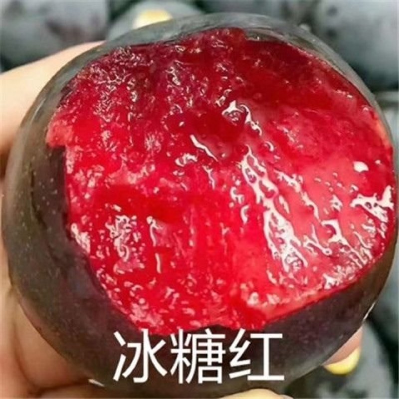 新品种李子苗/冰糖红，一年挂果，包技术，包邮