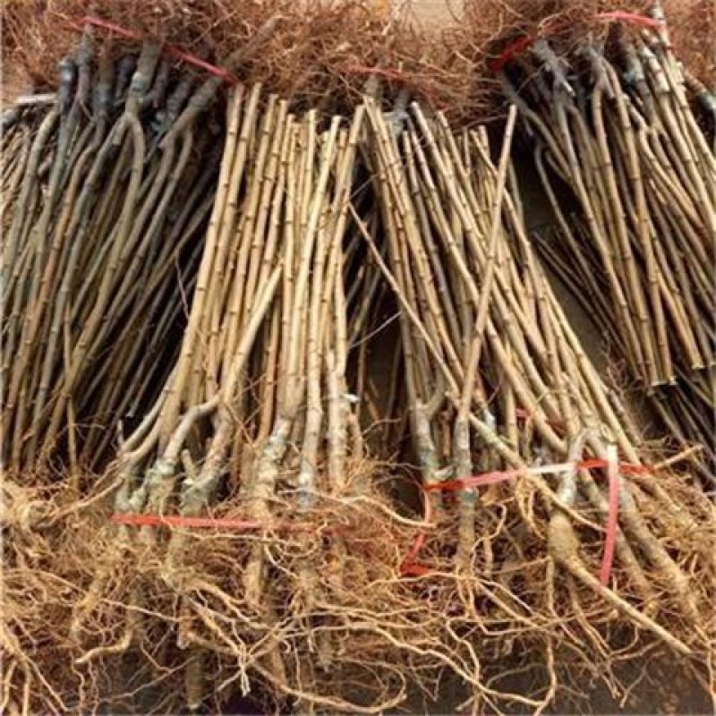 新品种李子苗/冰糖红，一年挂果，包技术，包邮