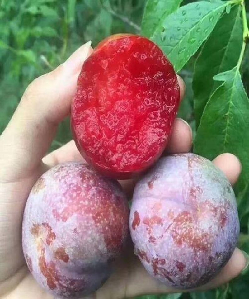 新品种李子苗/冰糖红，一年挂果，包技术，包邮