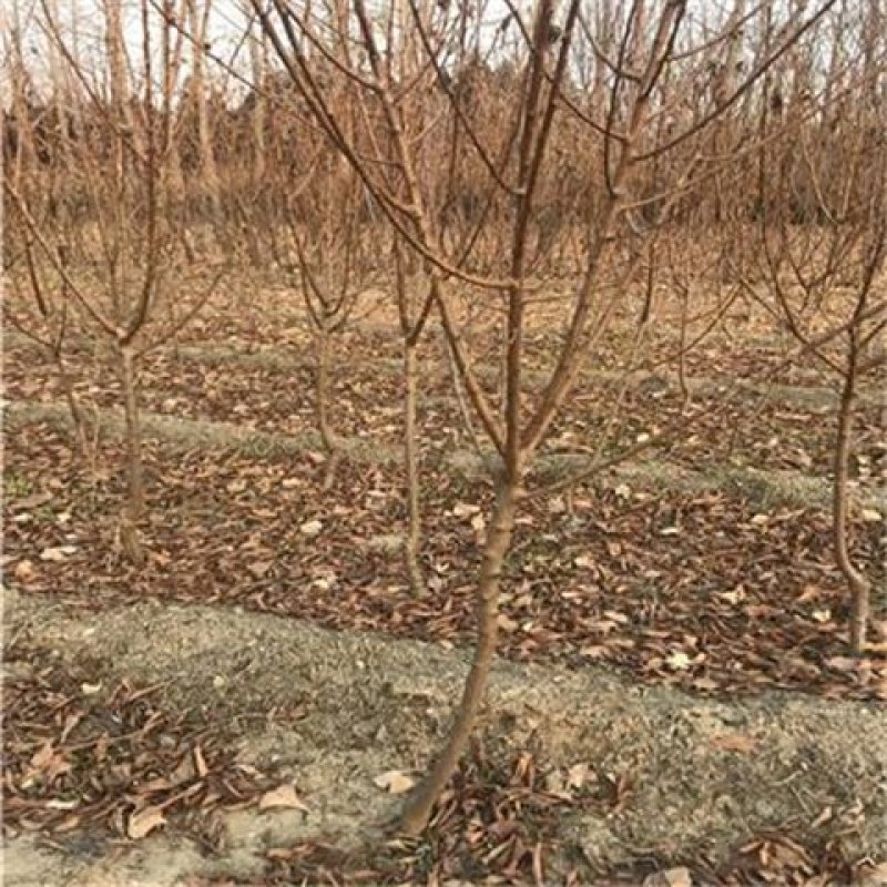 新品种李子苗/冰糖红，一年挂果，包技术，包邮