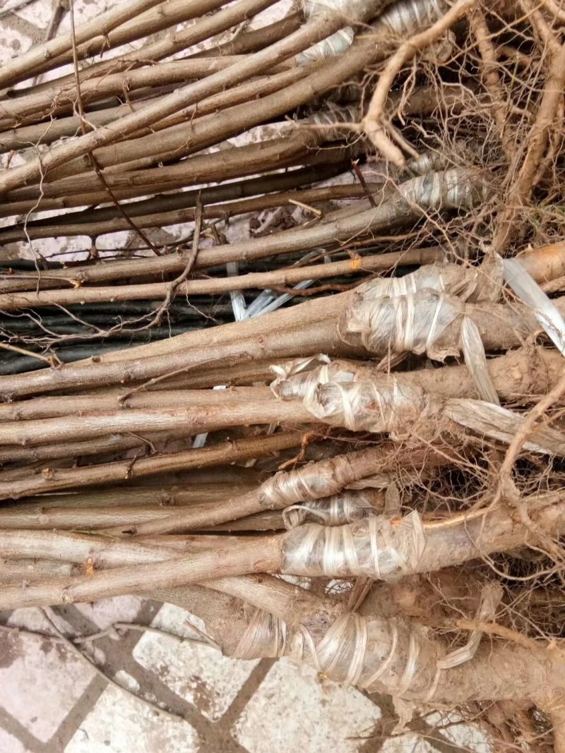 新品种李子苗/冰糖红，一年挂果，包技术，包邮