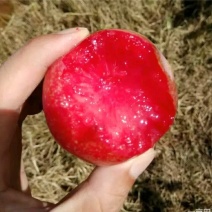 新品种李子苗/冰糖红，一年挂果，包技术，包邮