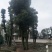 丛生香樟