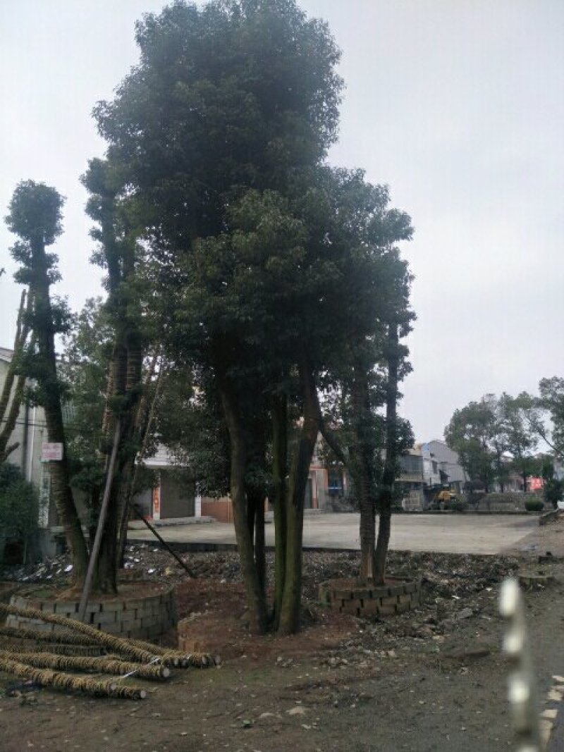 丛生香樟