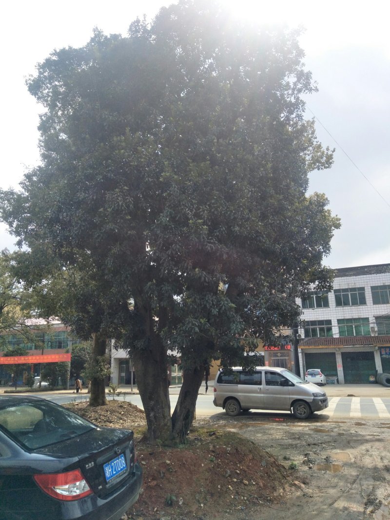 杨梅树
