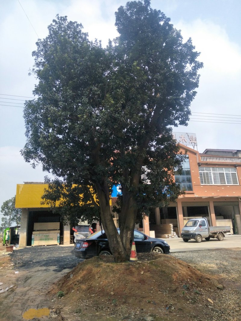 杨梅树