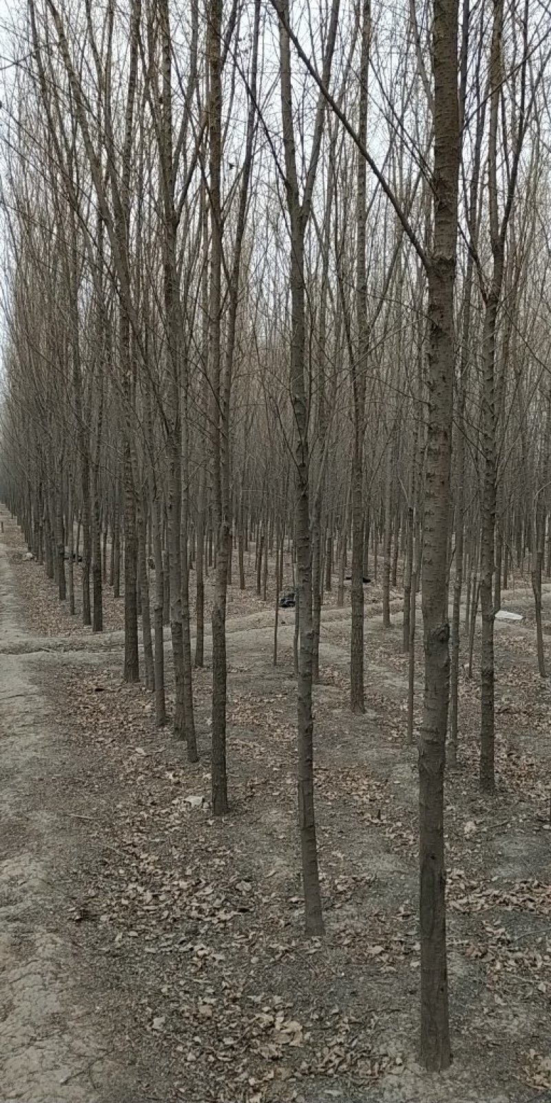 榆树胸径3～8公分30万棵