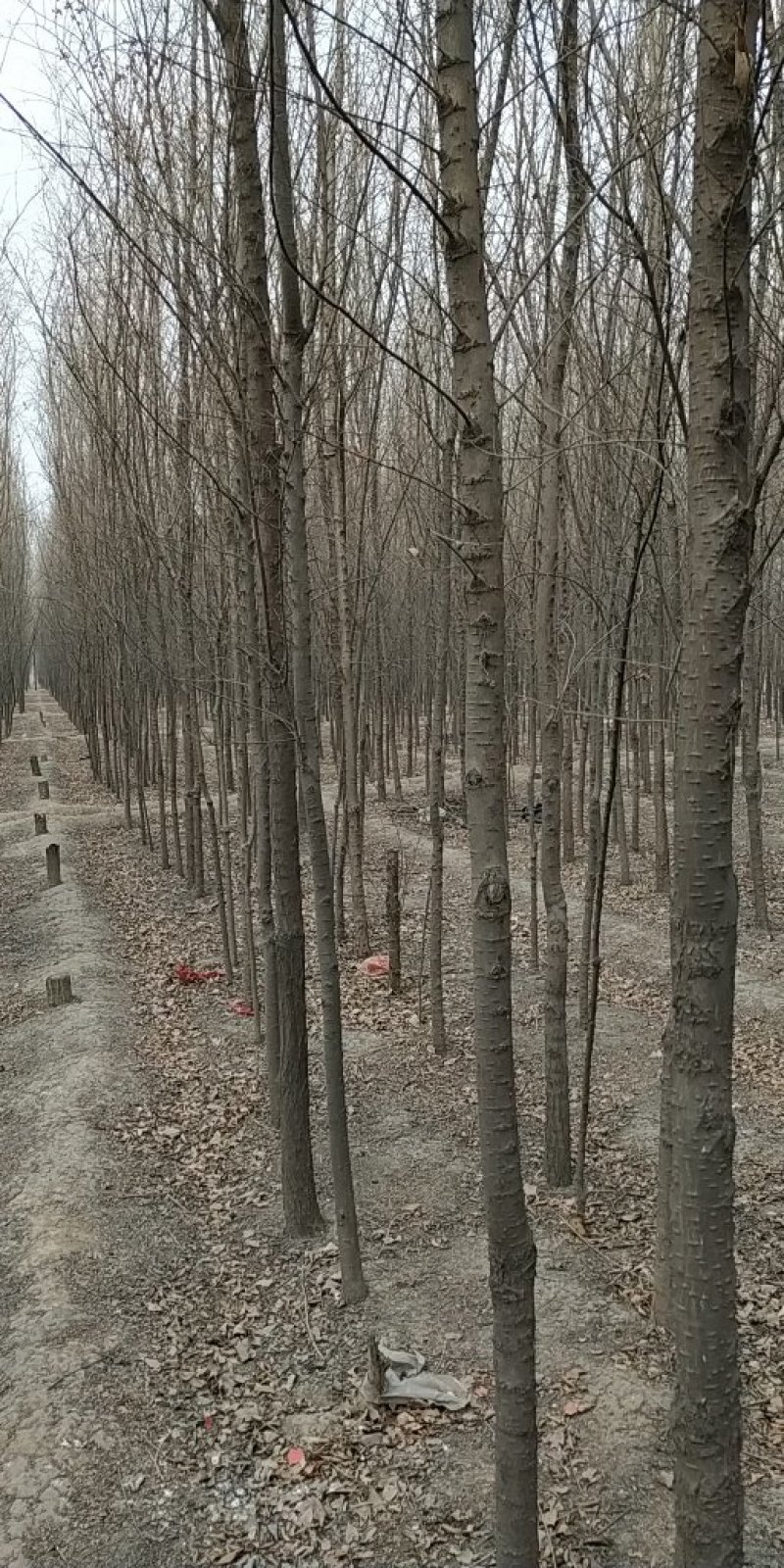 榆树胸径3～8公分30万棵
