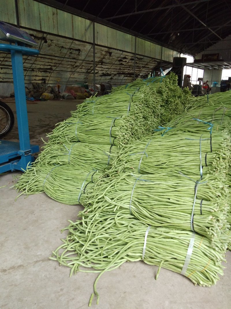 豇豆，大棚长豆角上市，产地直发，质量好，条直，毛豆，