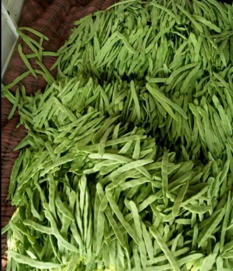 精品扁青芸豆鲜扁豆宽芸豆蔬菜产地直发条直20cm以上