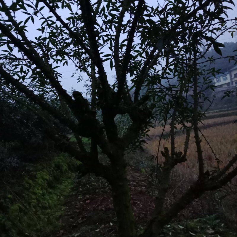 江津九叶青花椒杯苗乳苗，藤椒杯苗乳苗天知椒杯苗乳苗