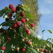 双季树莓苗，双季大果树莓苗，四季树苗，双季哈瑞树莓苗