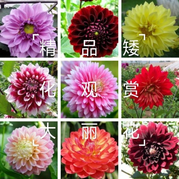 大丽花种球基地直销矮化大花精品质量好价格低