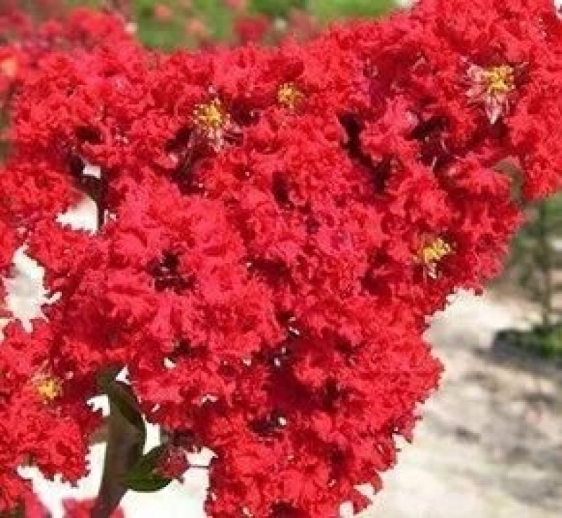 紫薇苗红花紫薇小苗南北方工程绿化苗木美国红火箭红火球紫薇