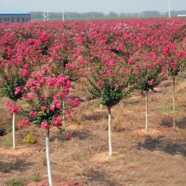 紫薇苗红花紫薇小苗南北方工程绿化苗木美国红火箭红火球紫薇