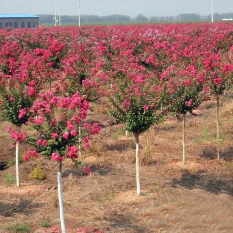 紫薇苗红花紫薇小苗南北方工程绿化苗木美国红火箭红火球紫薇