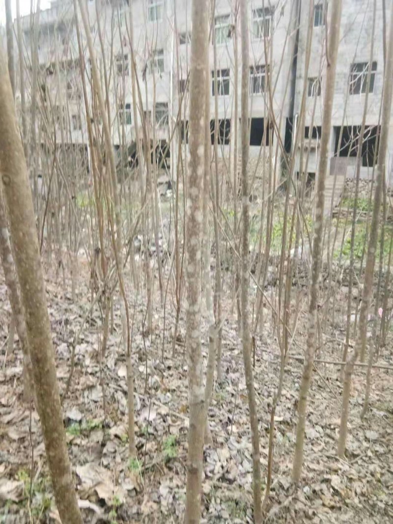 泡桐