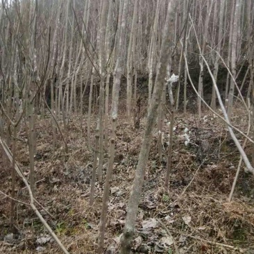 泡桐